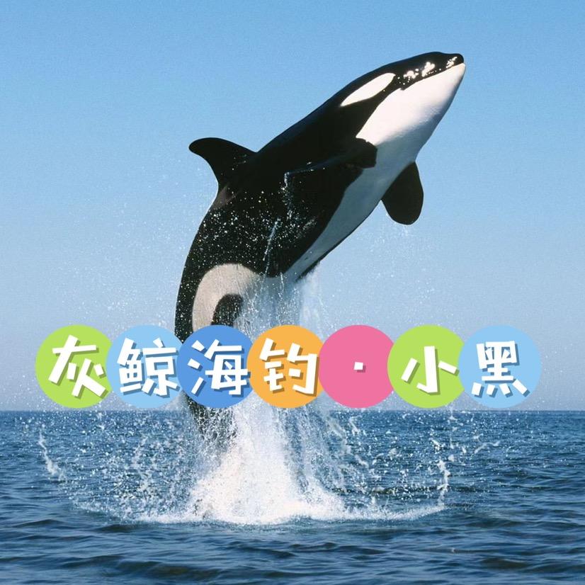 灰鲸海钓·小黑