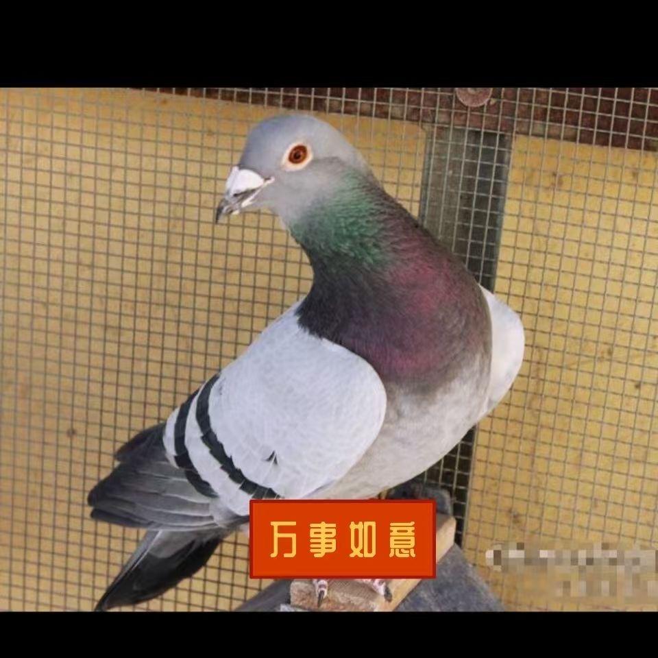 京铭赛鸽育种中心