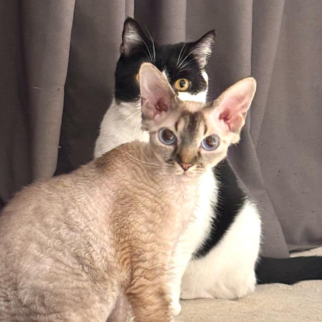 今天就喝一口奶茶