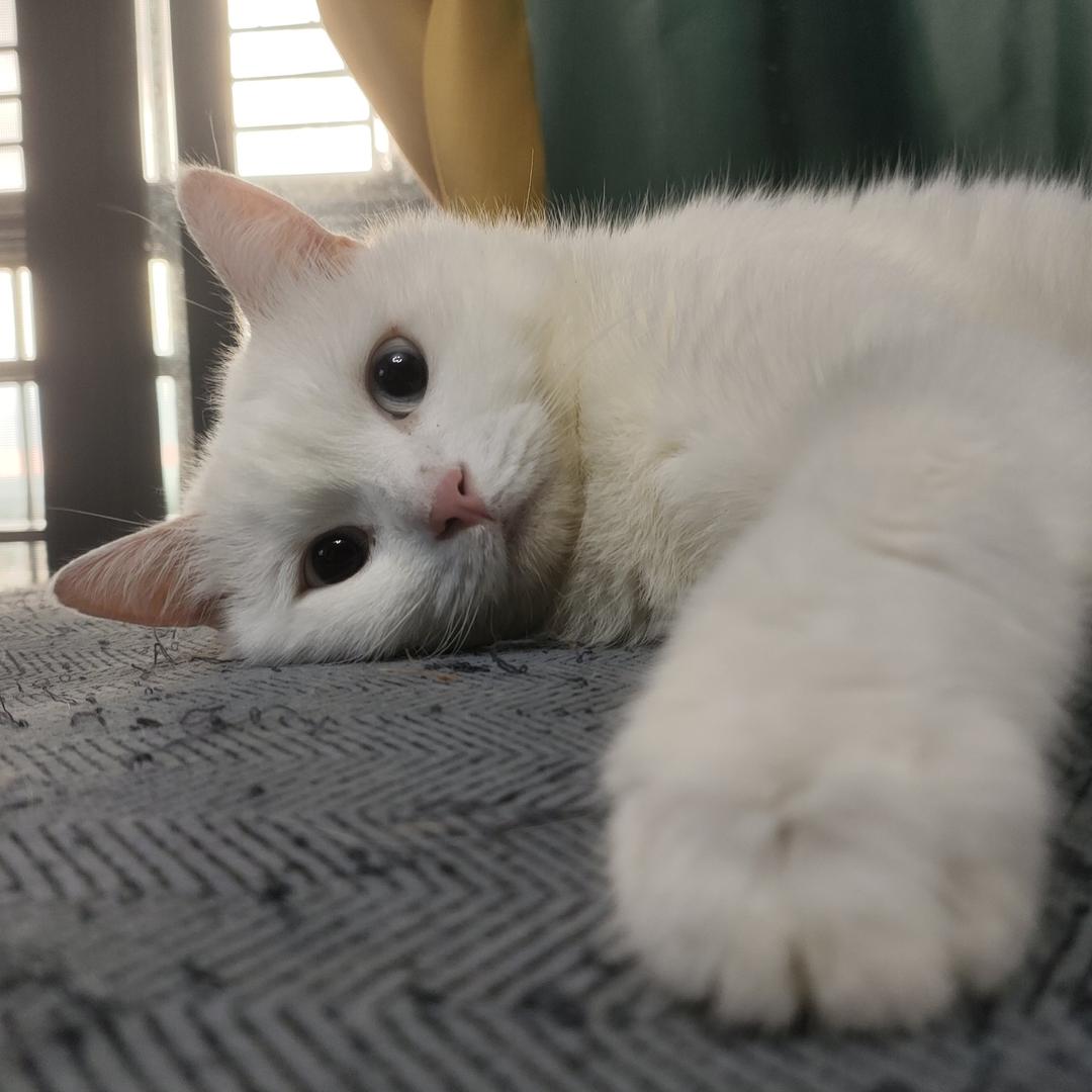 一只野猫.