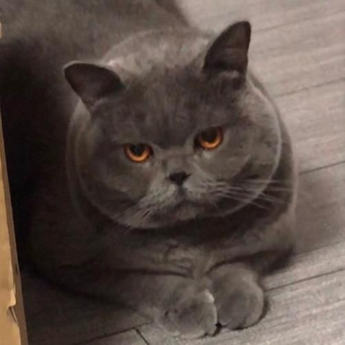 蓝猫双双