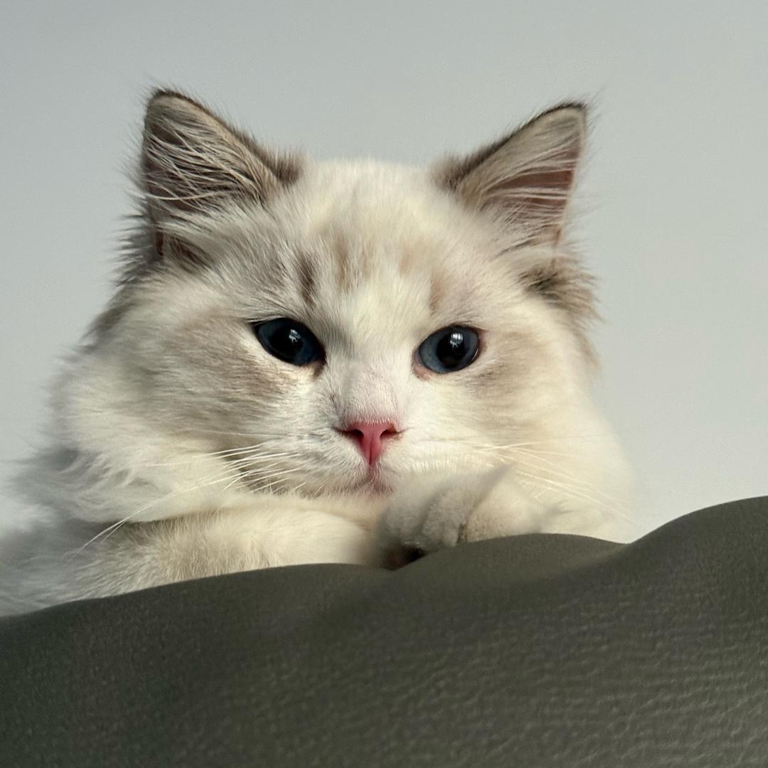 🌈金浪浪是只布偶🐱