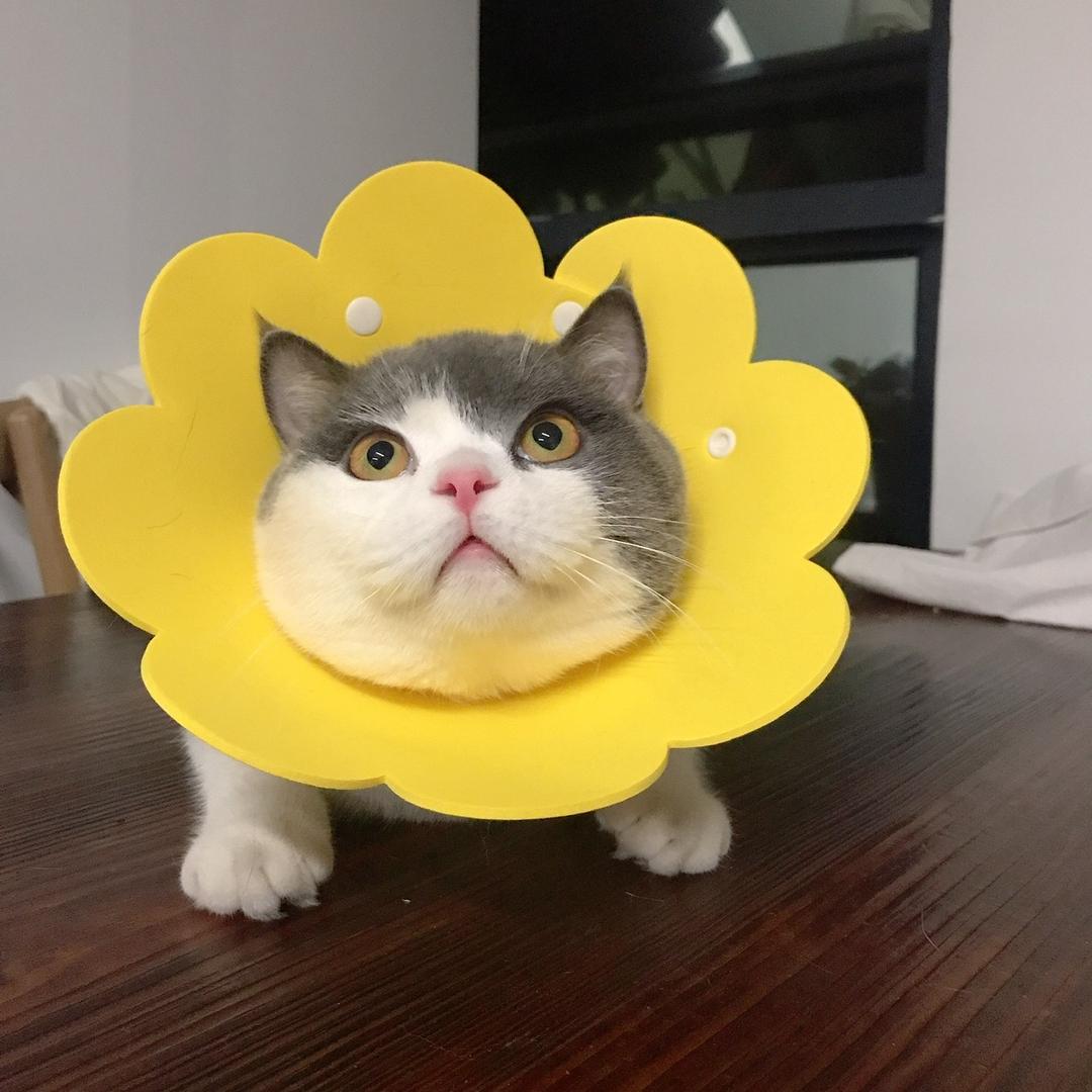 是梨子阿