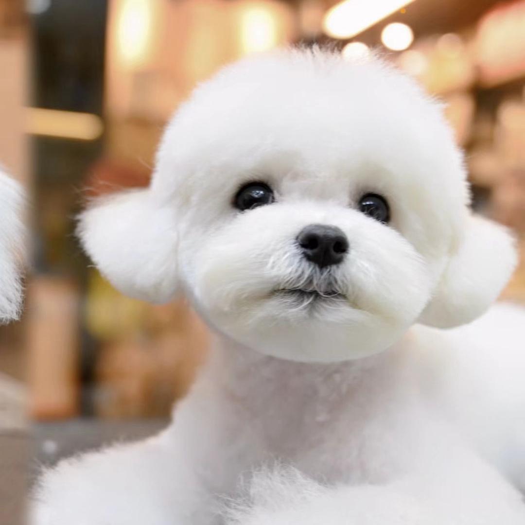 重庆大庆哥家的韩版比熊们