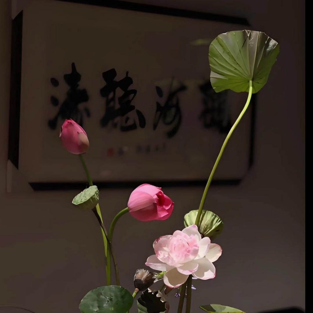 🪷佛系同学