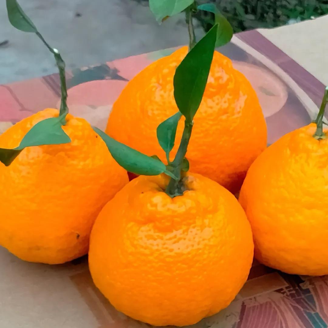 鲜悦果品坊