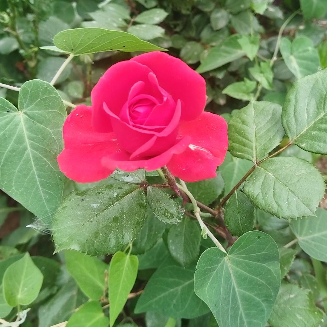 红红火火