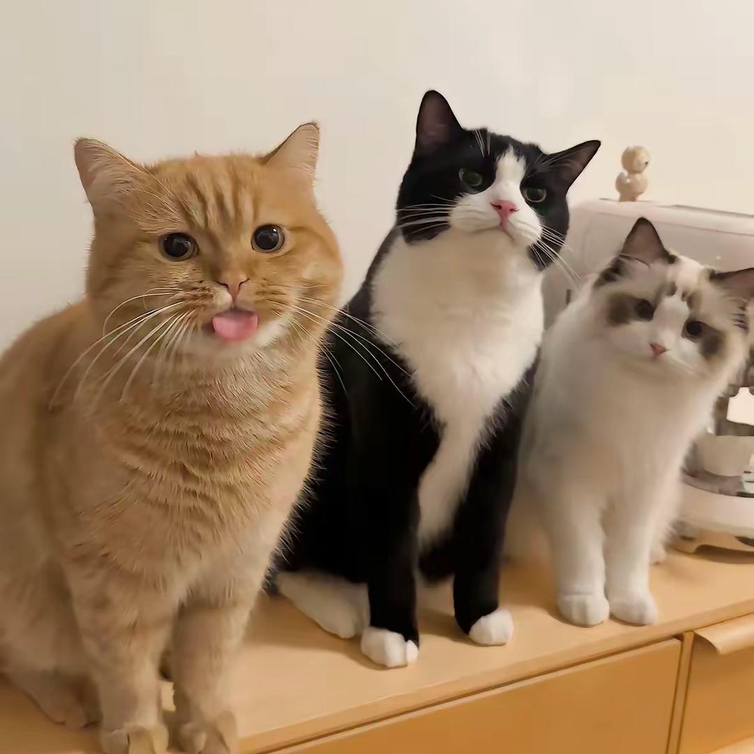 🫧黄油麻薯ʕ•̫͡•ʔ•͓͡•ʔ