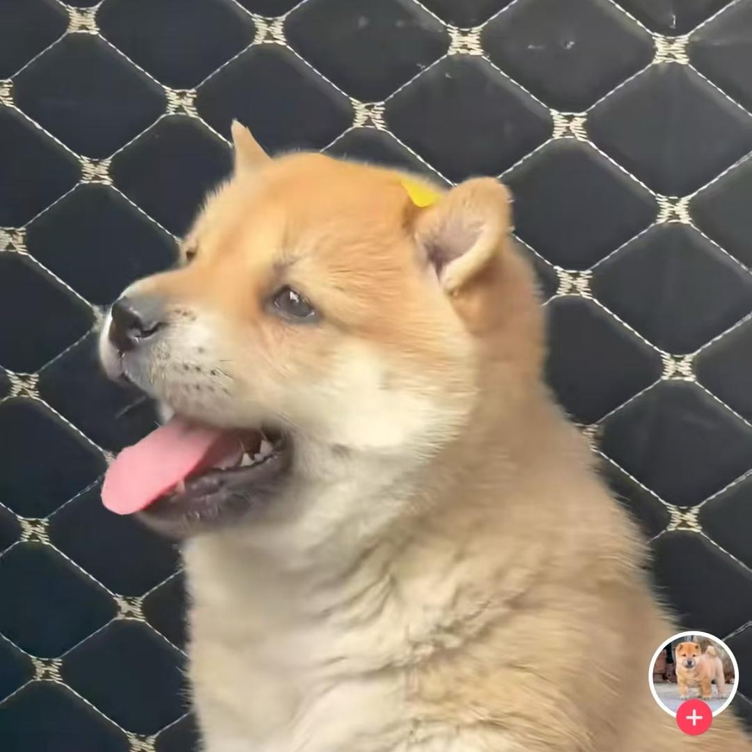 精品（中华田园犬）