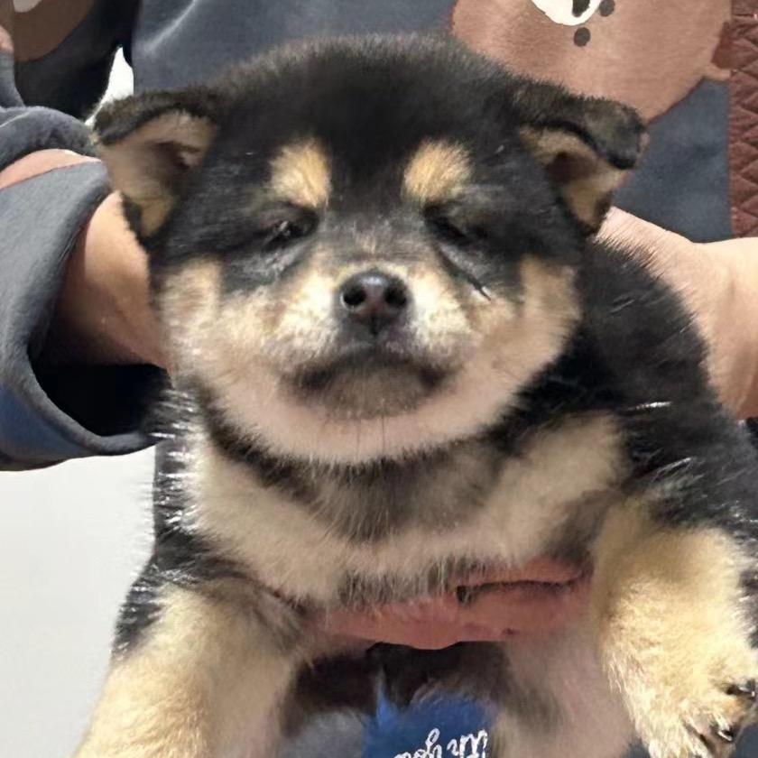 臭狗屎