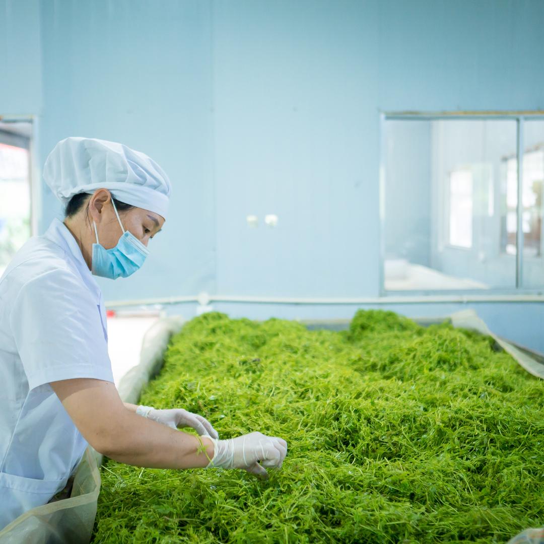 朴山春茶叶企业店