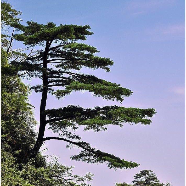 两天