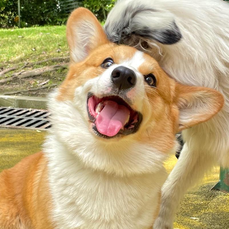 柯基犇犇娃