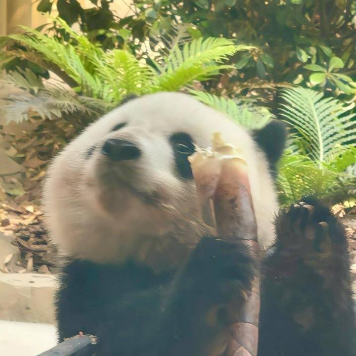 花财