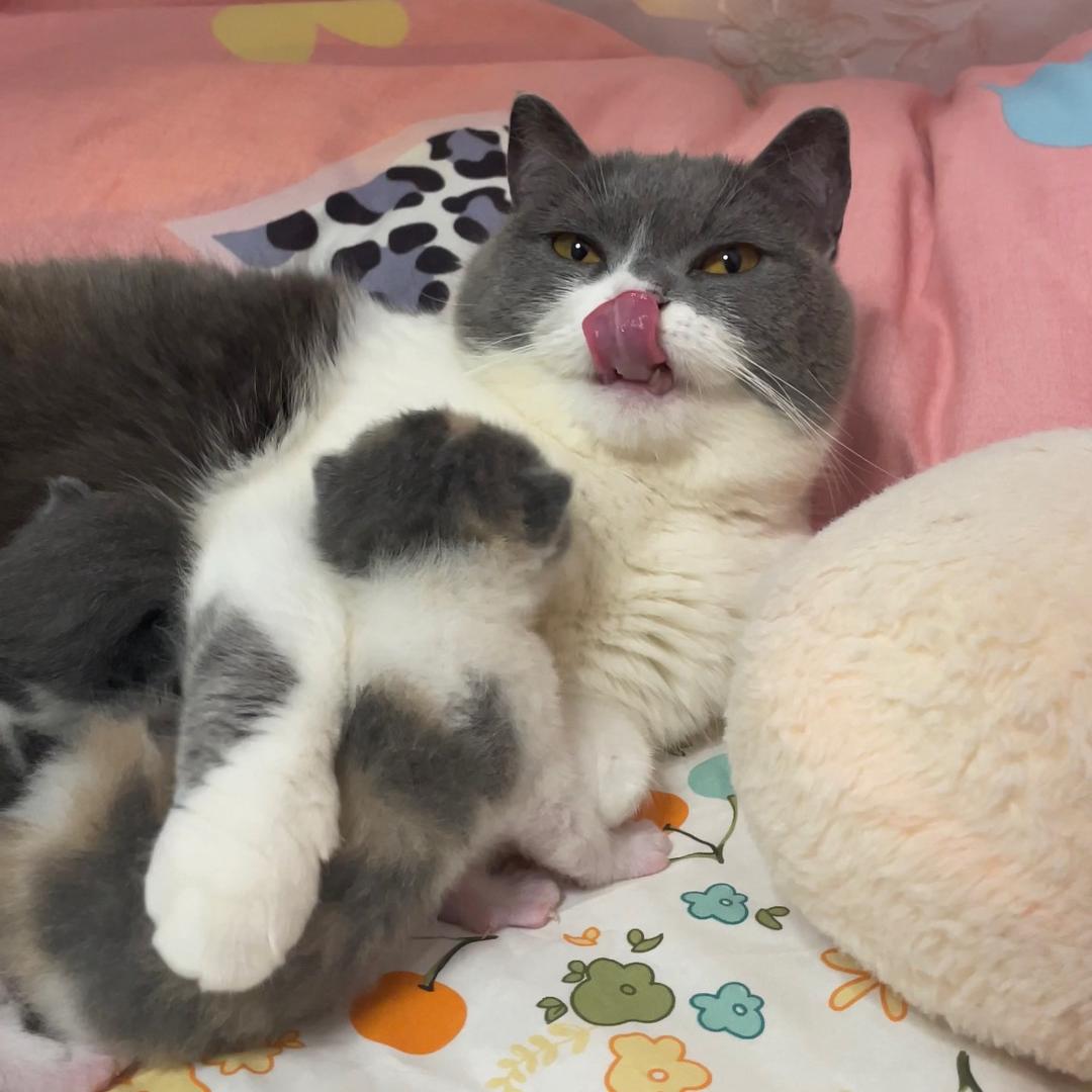 我摊牌了铁板