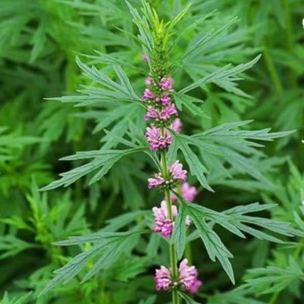 鲁南花草茶