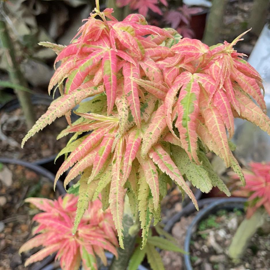 全州县精楚苗圃