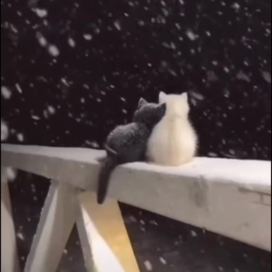 顾念.