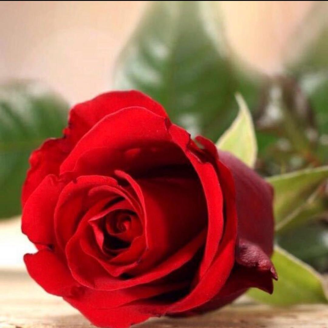 花开花乐