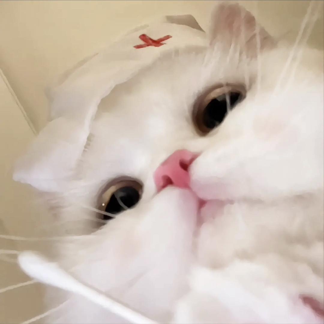 匿名小猫