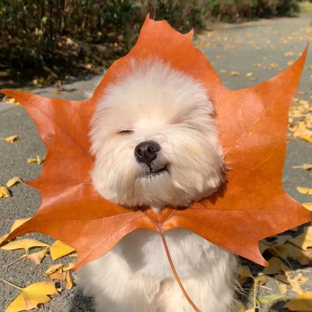 起什么名字好呢