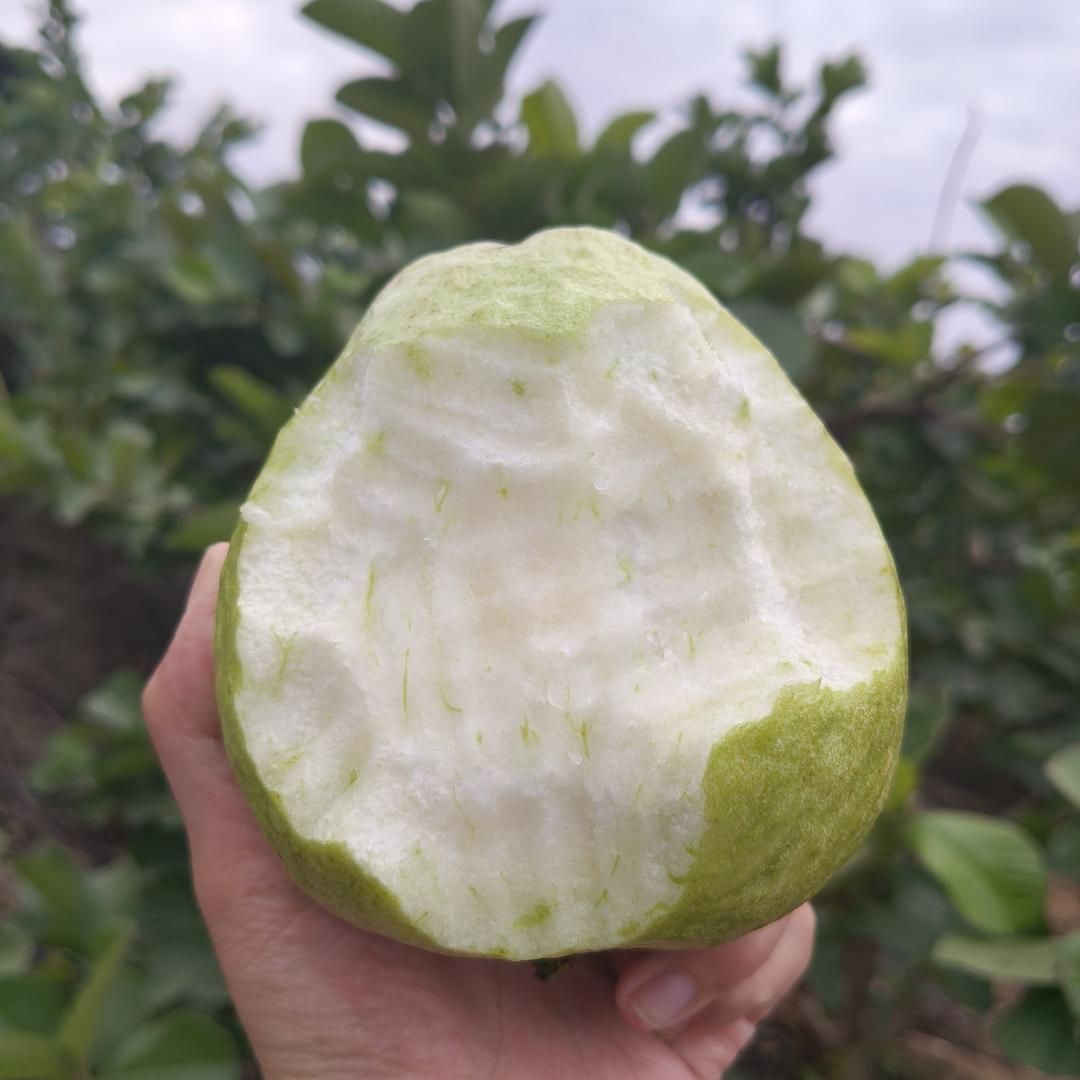 南沙农产品海鲜