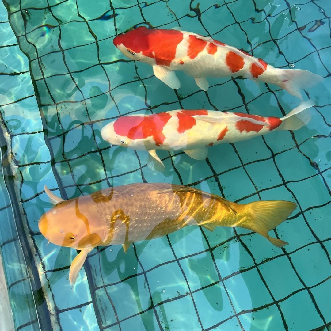 赛德清锦鲤鱼池过滤