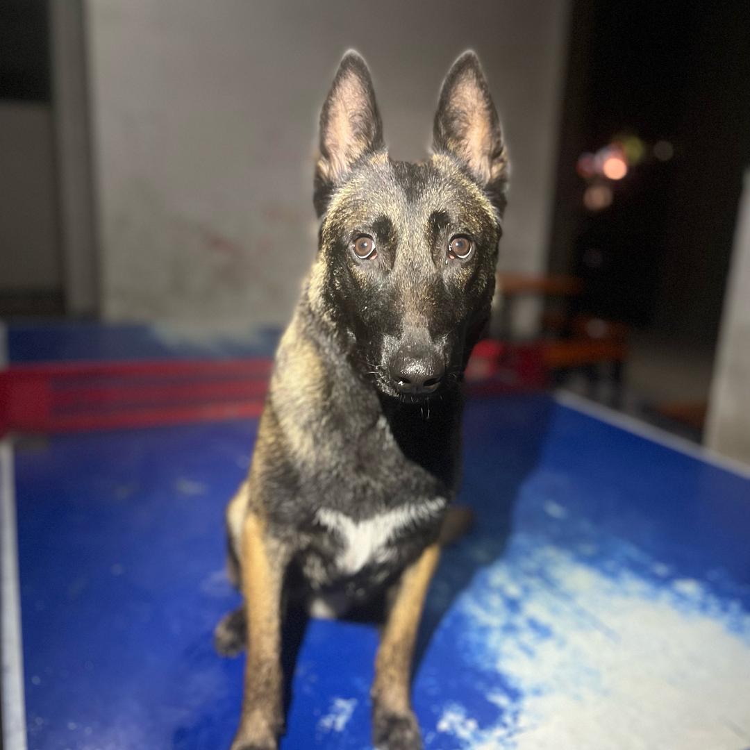 马犬十七