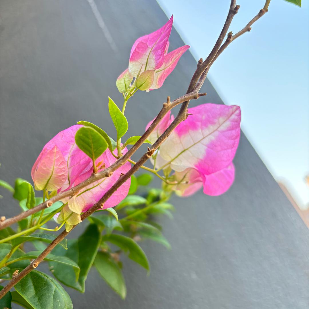 兰姑娘🦋三三阳台