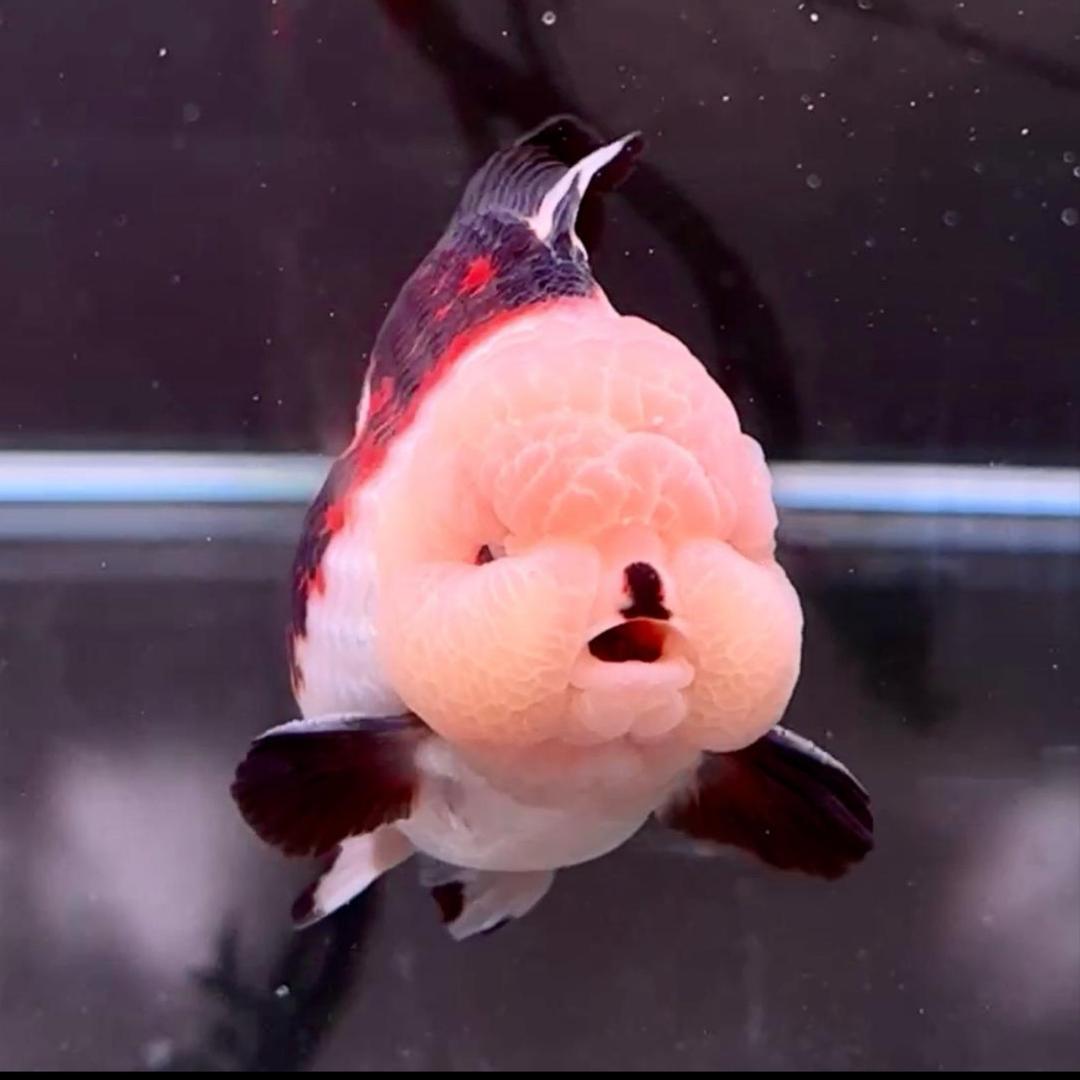 一柳