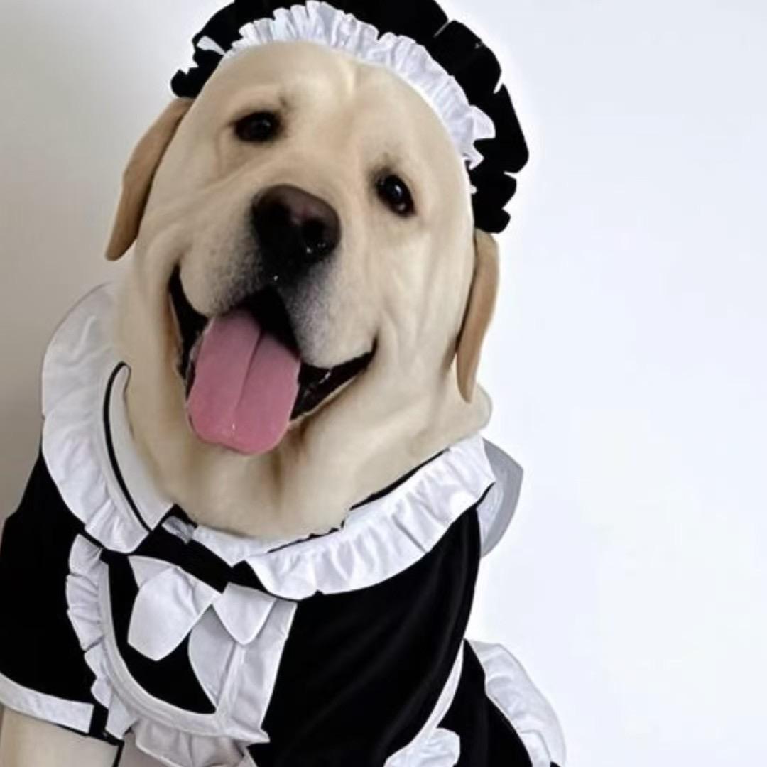 有点胖的拉布拉多李summer