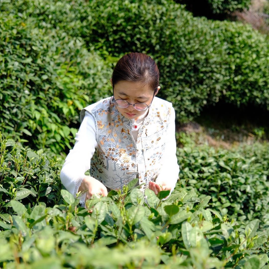 蕉雨茶歆