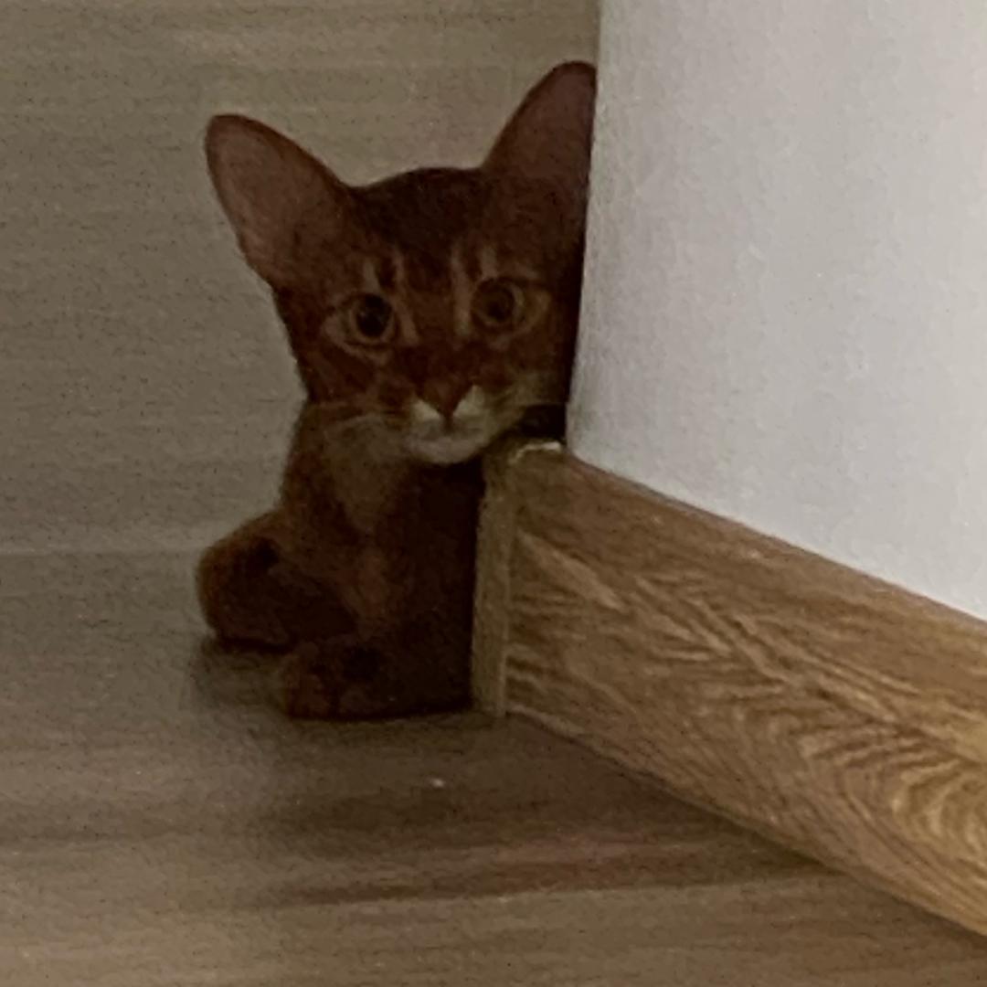 糖醋里脊不要番茄酱