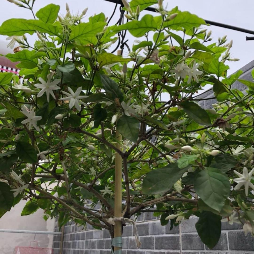 唐山樱桃🍒