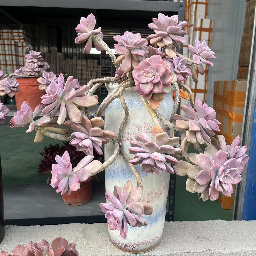 旺旺花盆