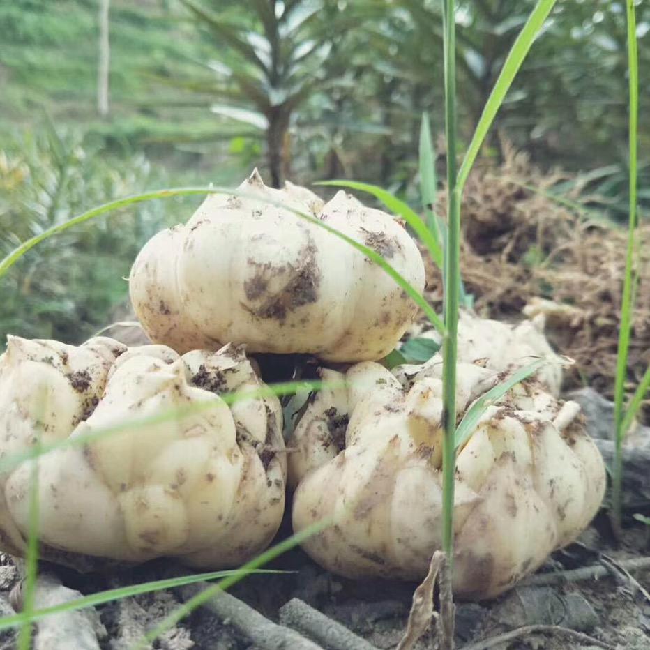 龙山富硒矿百合