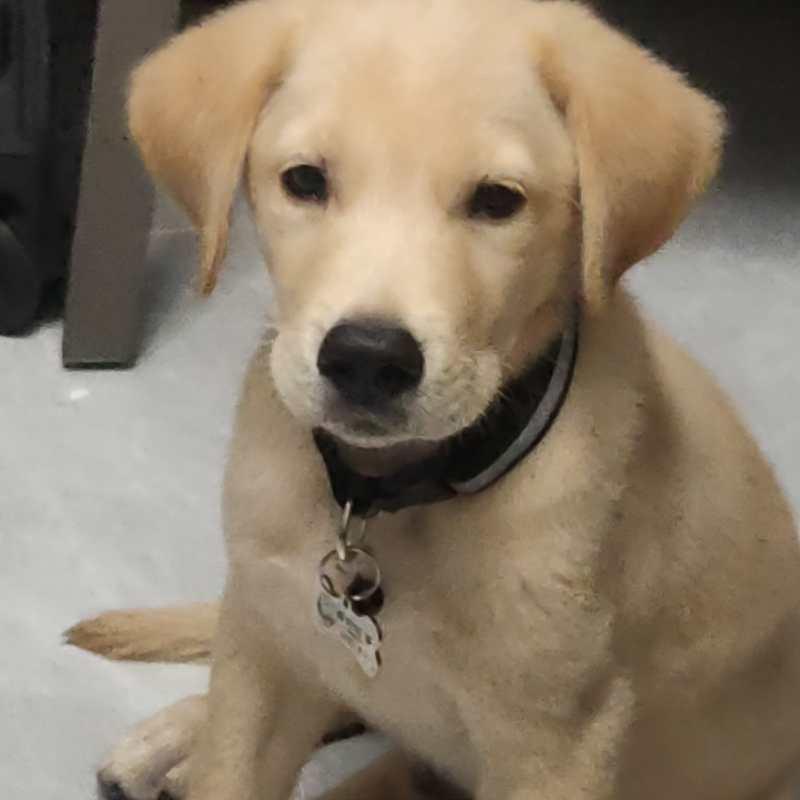 米奇妙妙屋潮玩diy