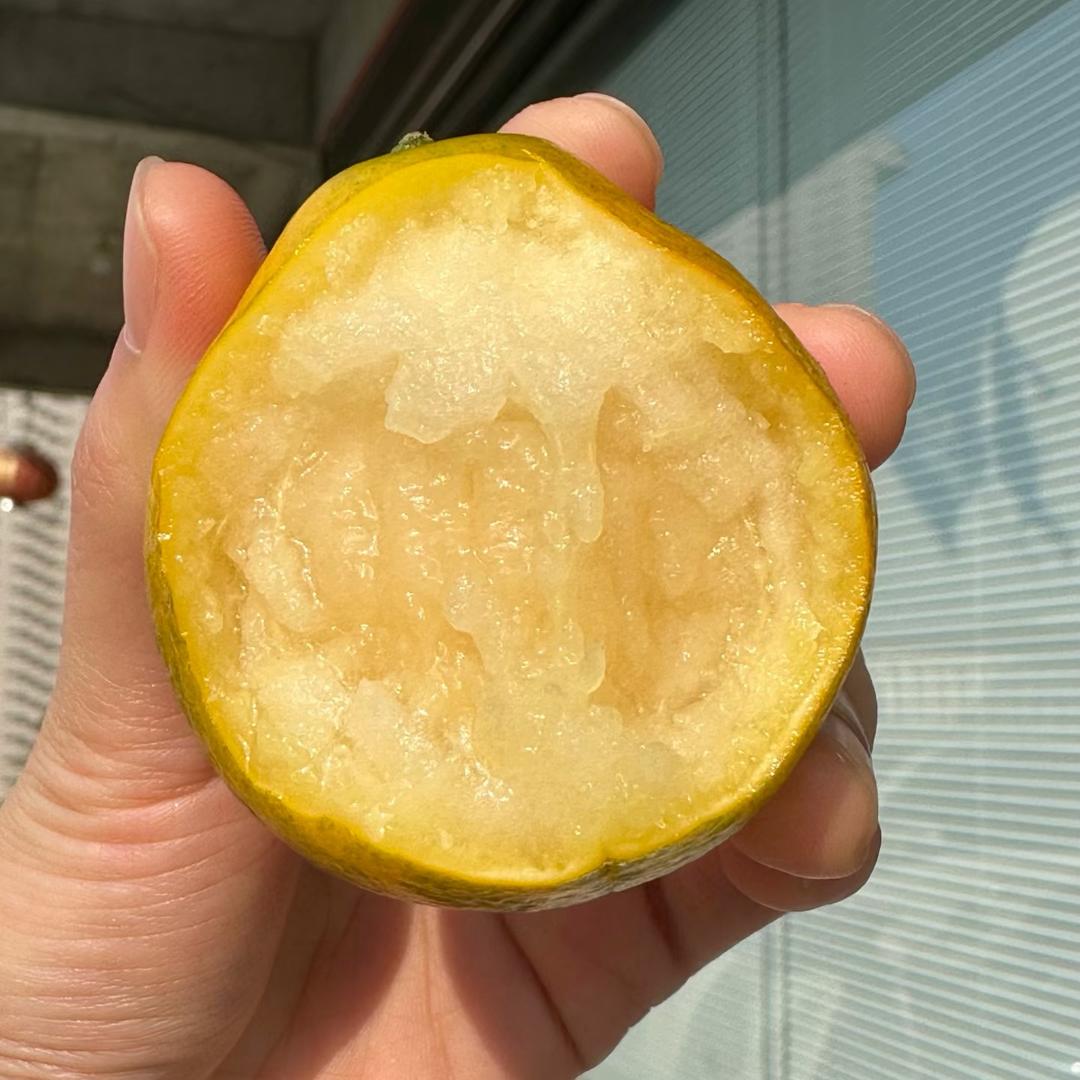 大“桔”已成