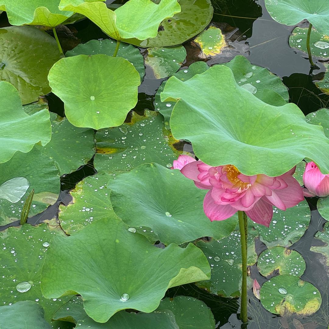 王姐在郑州专业电脑回收主板、显卡、服务器