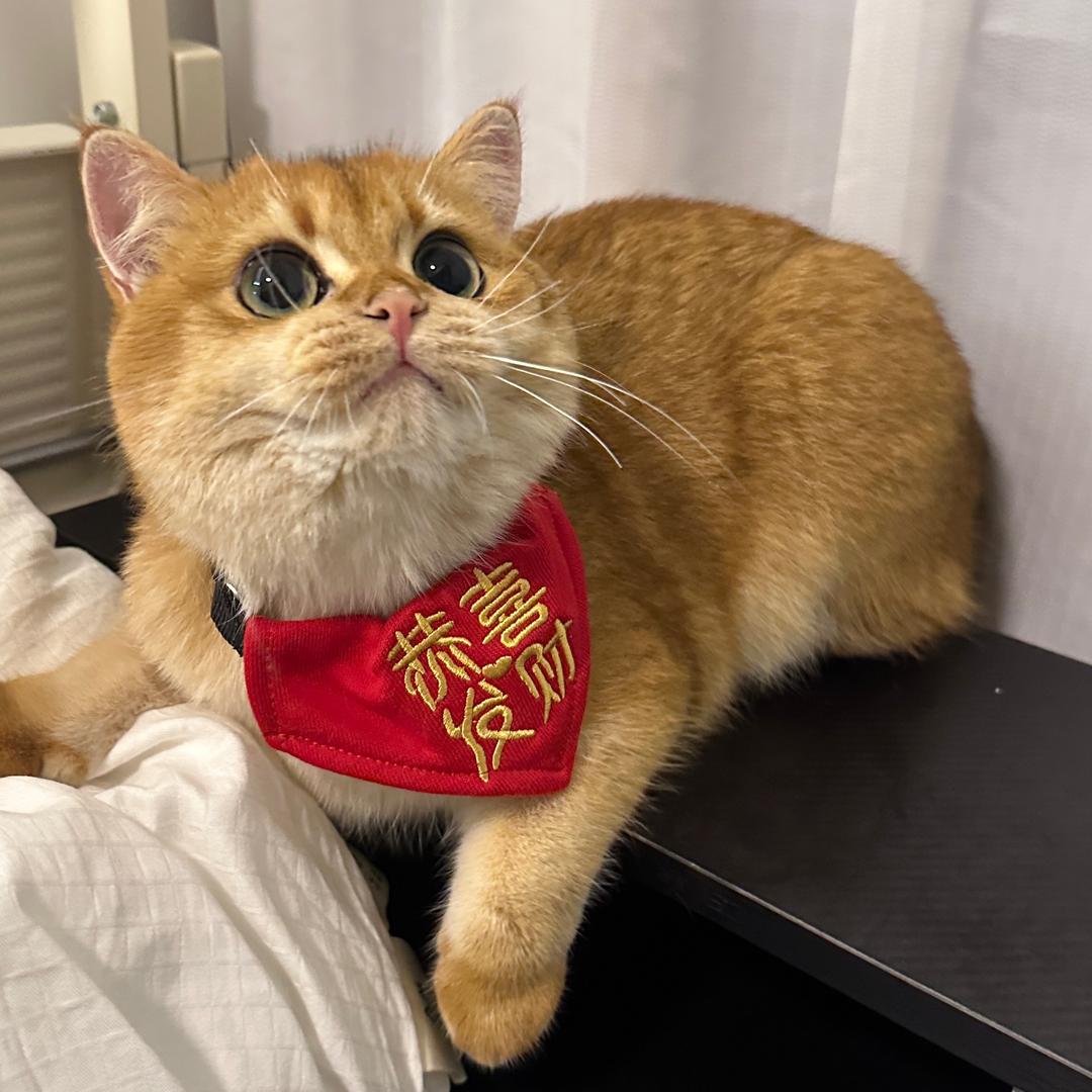 财神爷的心尖宠阿敏敏