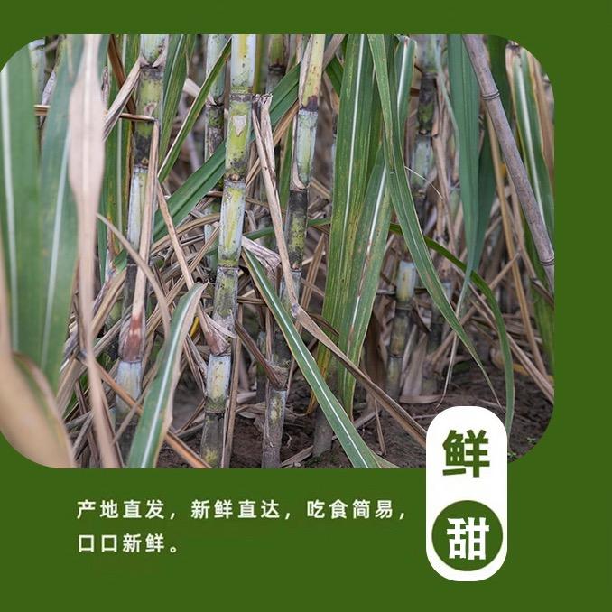 艺静农产品