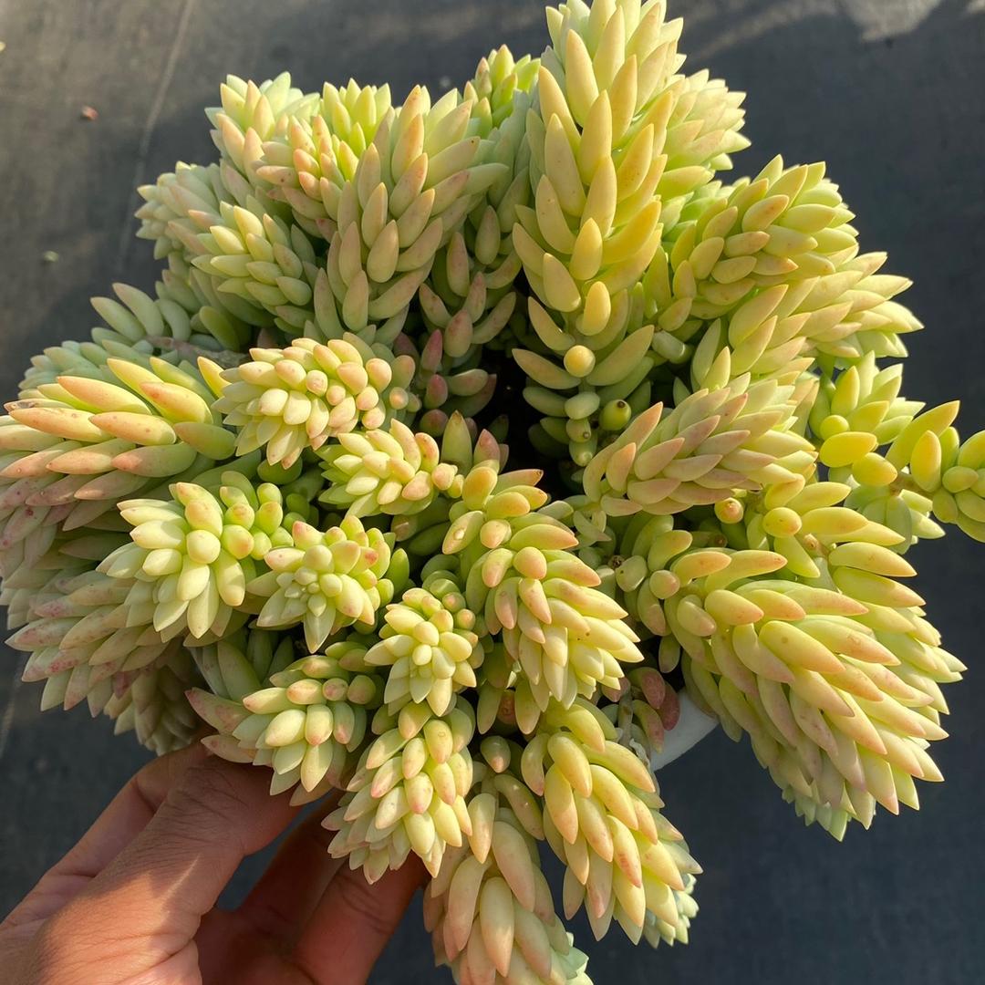 零花钱多肉糯米
