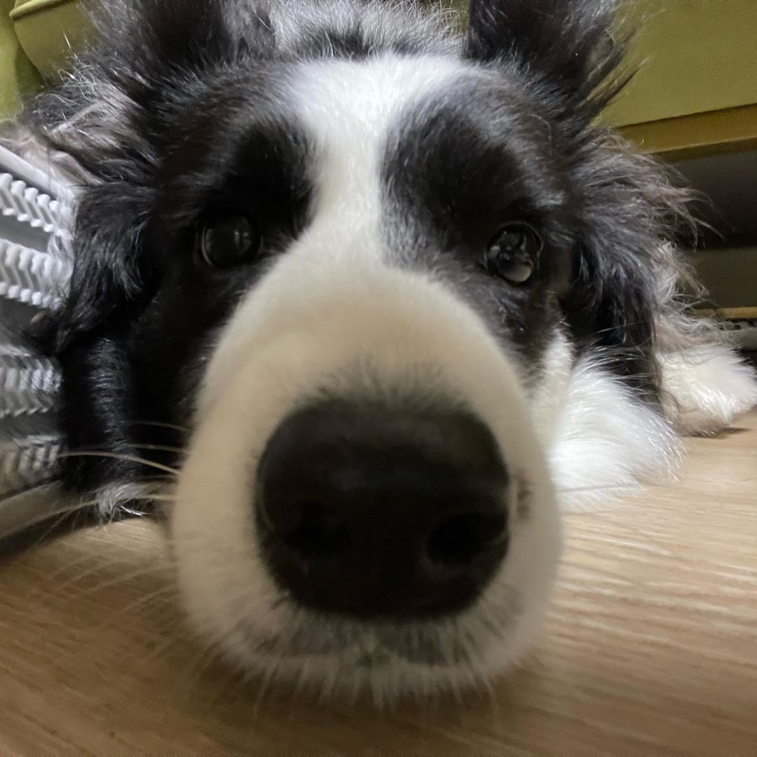我真是小明