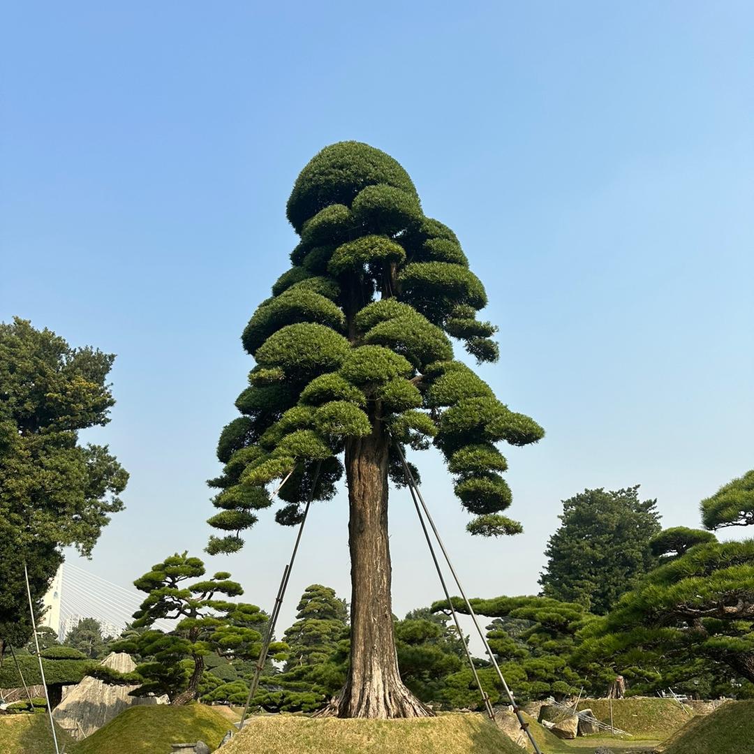 千玺园林