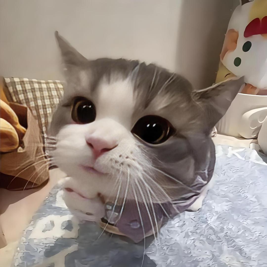 美美崽猫舍-小铭