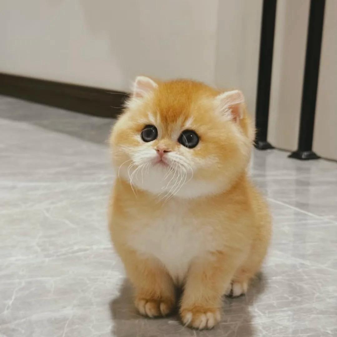 憨憨姐家的小猫