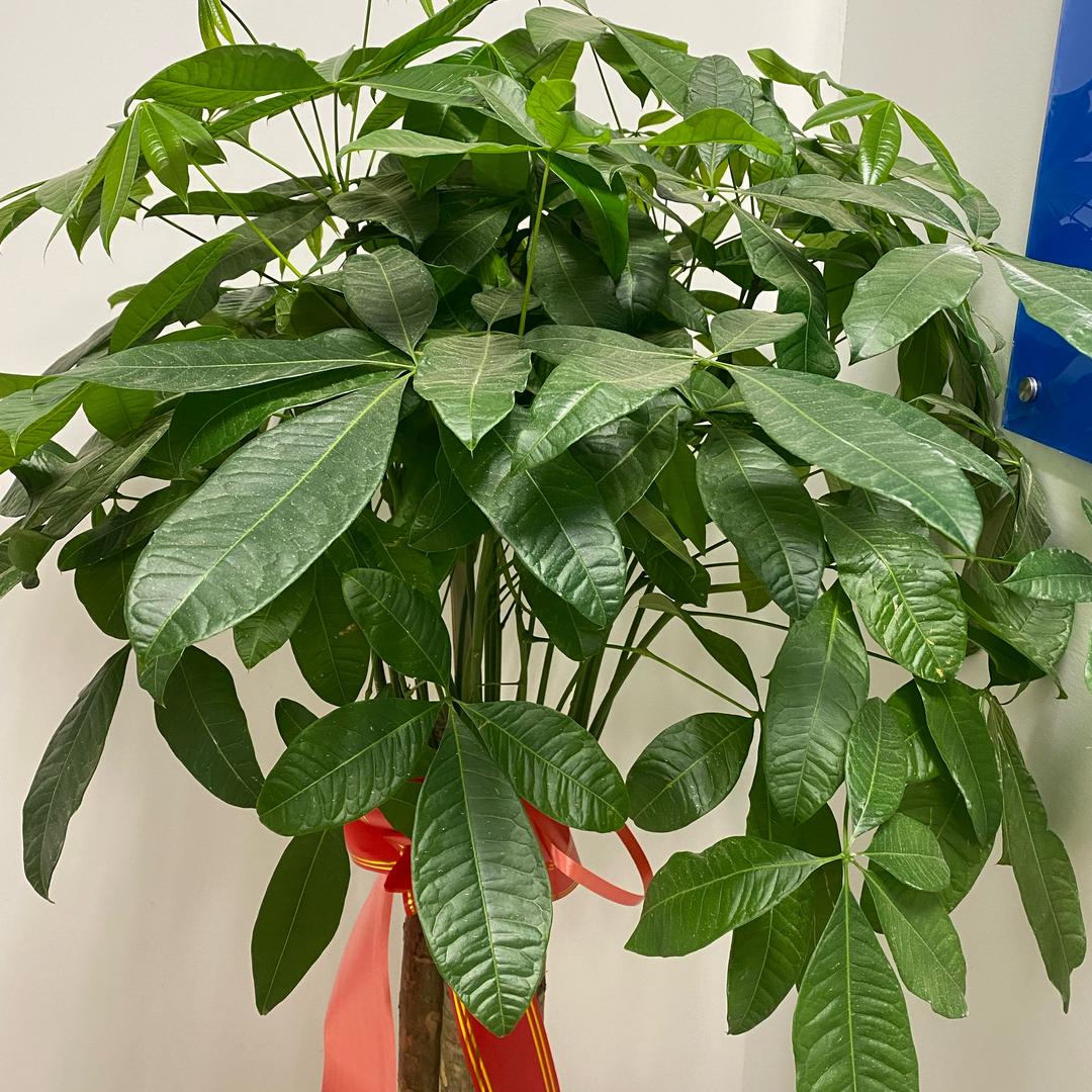 猫哥好物买（看橱窗）