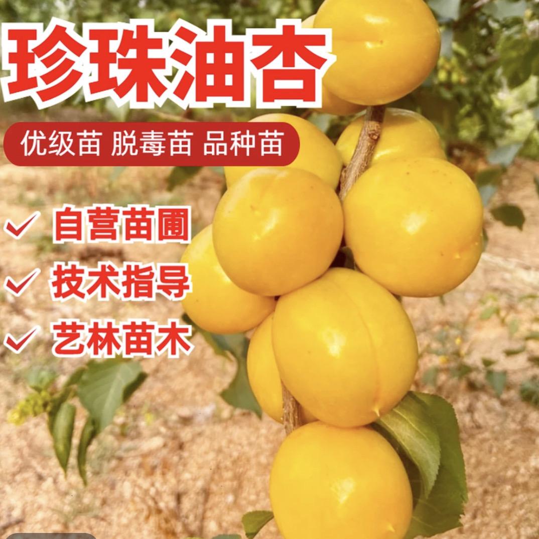 菲凡阁金辉果树苗木专卖店