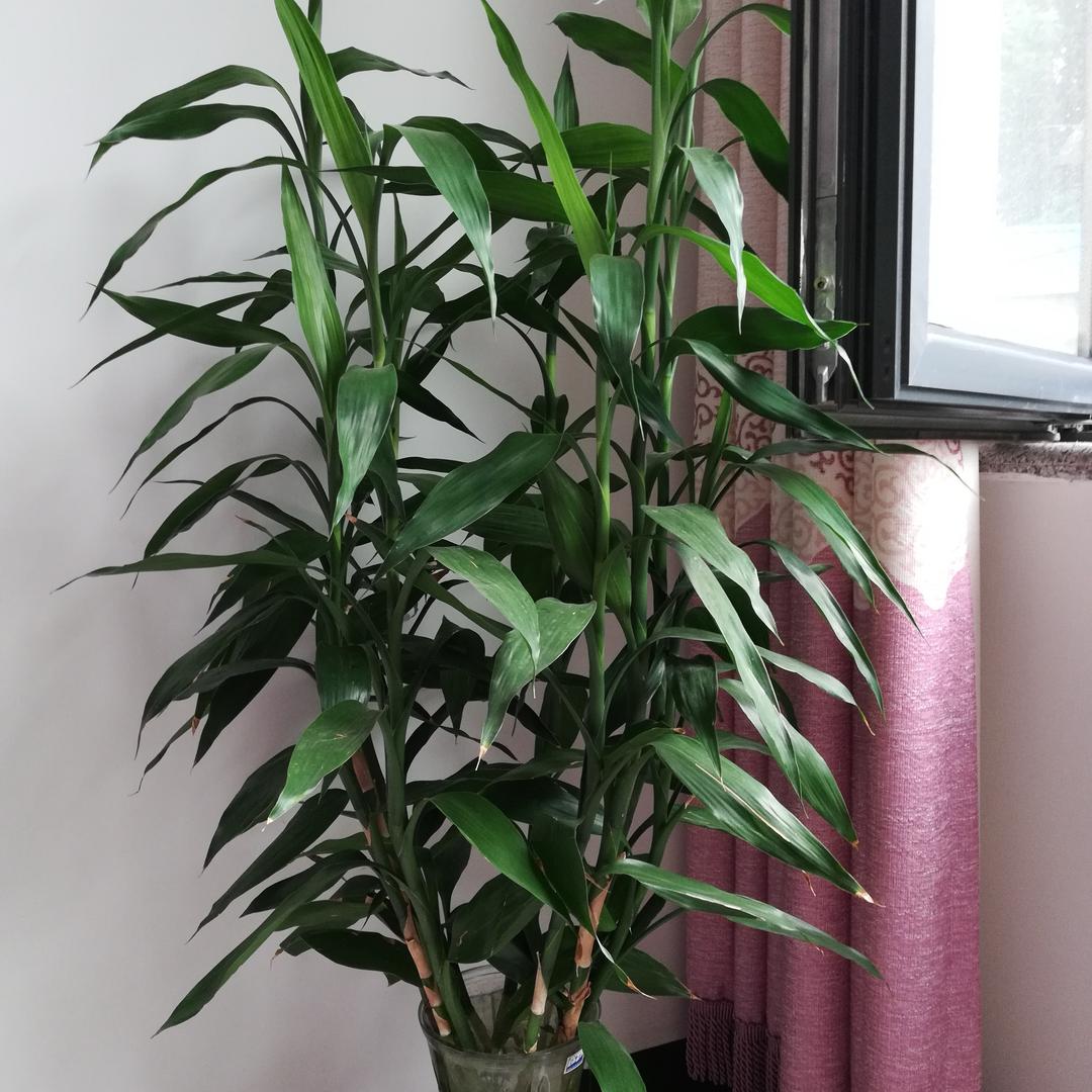 顺顺溜溜的橱窗