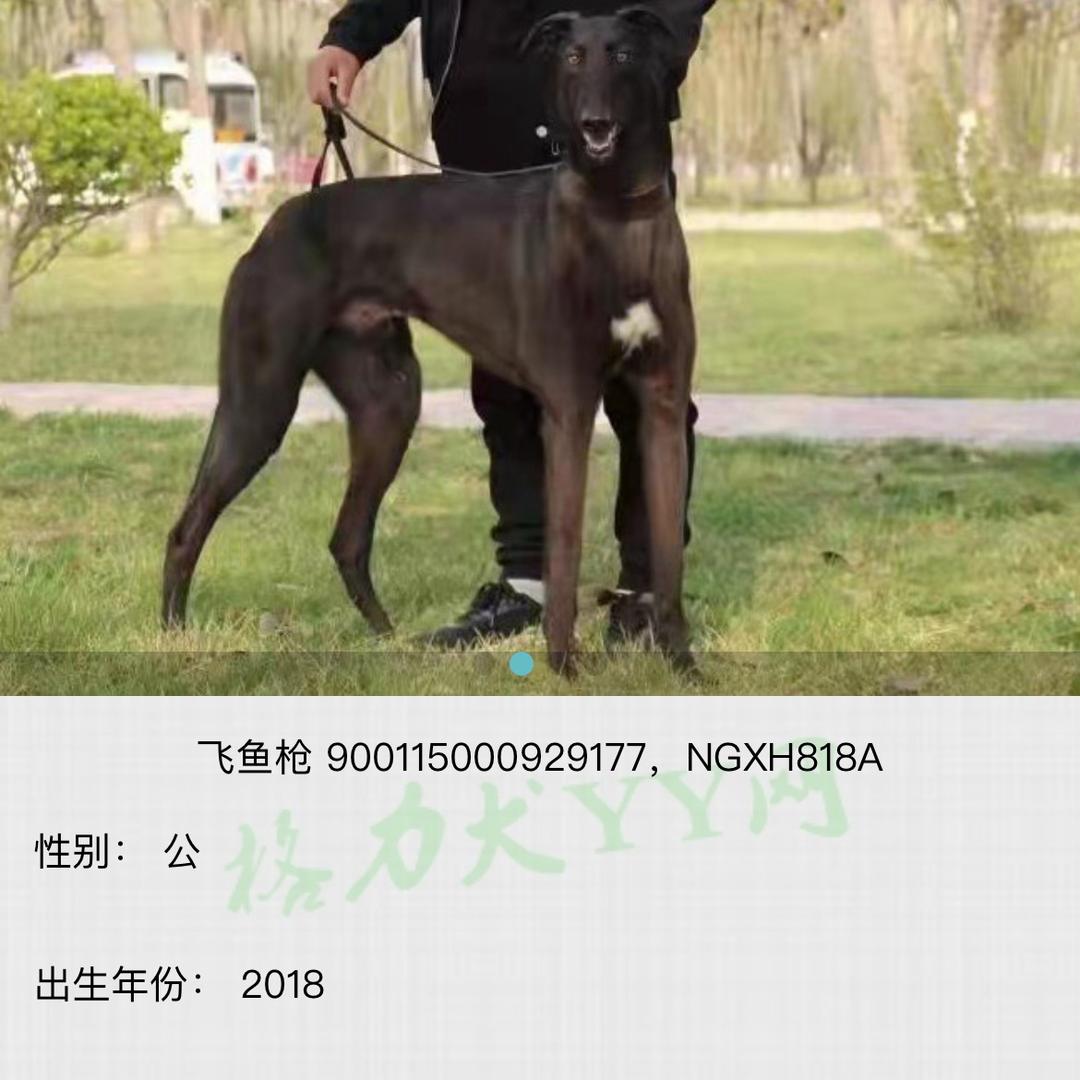 赛犬·飞鱼（飞鱼枪）